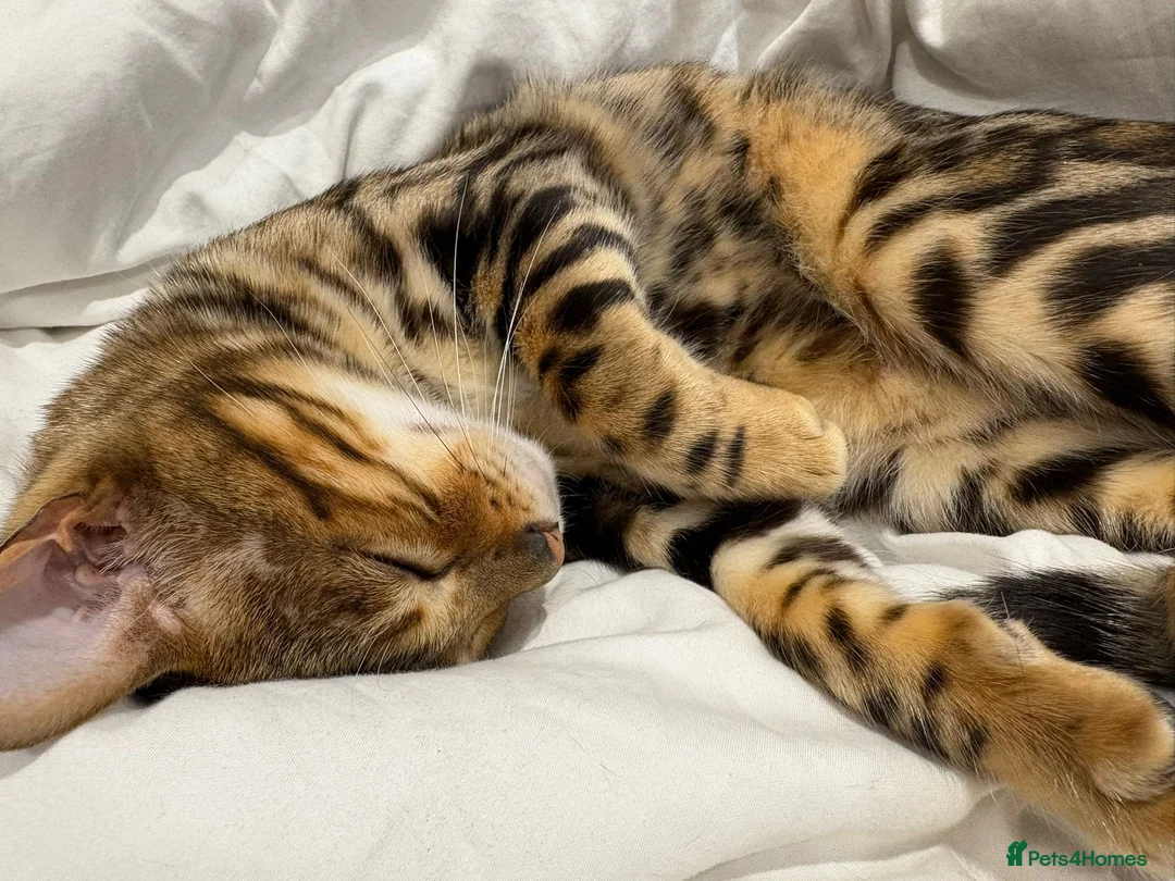 Bengal cats for sale: Bengal cat  - Advert 1