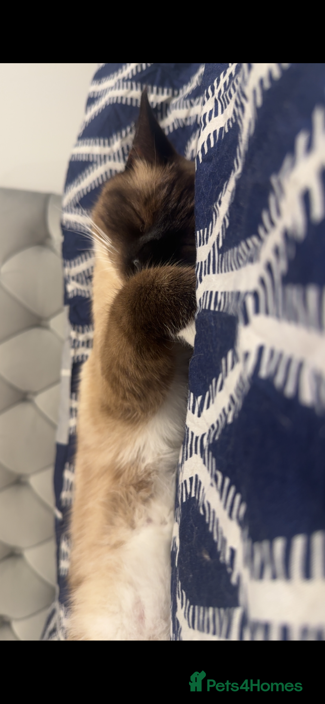 Siamese cats for sale: Cuddly Siamese cat for sale  - Image 5