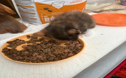 Mixed Breed cats for sale: Tortoiseshell kitten - Image 4