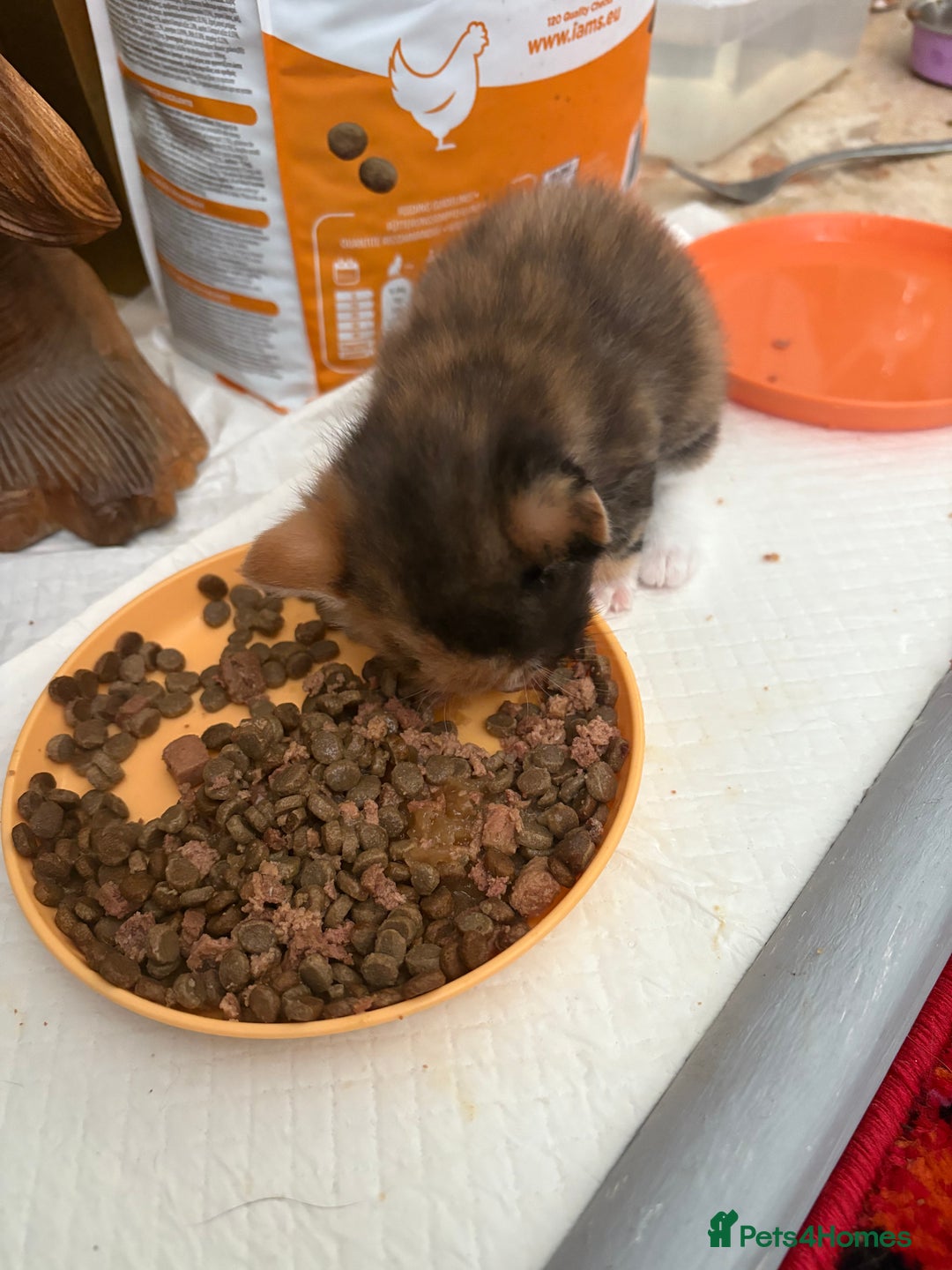 Mixed Breed cats for sale: Tortoiseshell kitten - Image 4