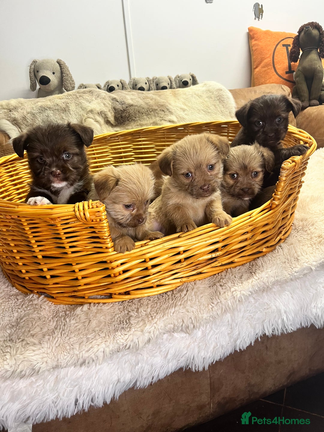 Jack Russell dogs for sale: Beautiful Broken Coated  - Advert 2