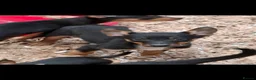 Australian Kelpie dogs for sale: Beautiful kelpie puppies for sale - Advert 7