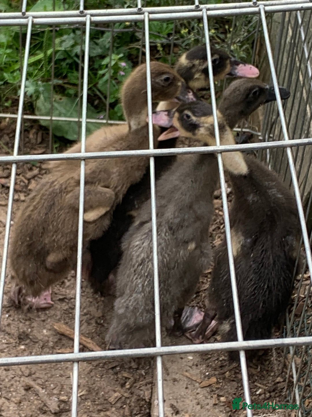Ducks poultry for sale: Indian runner ducks - Image 2