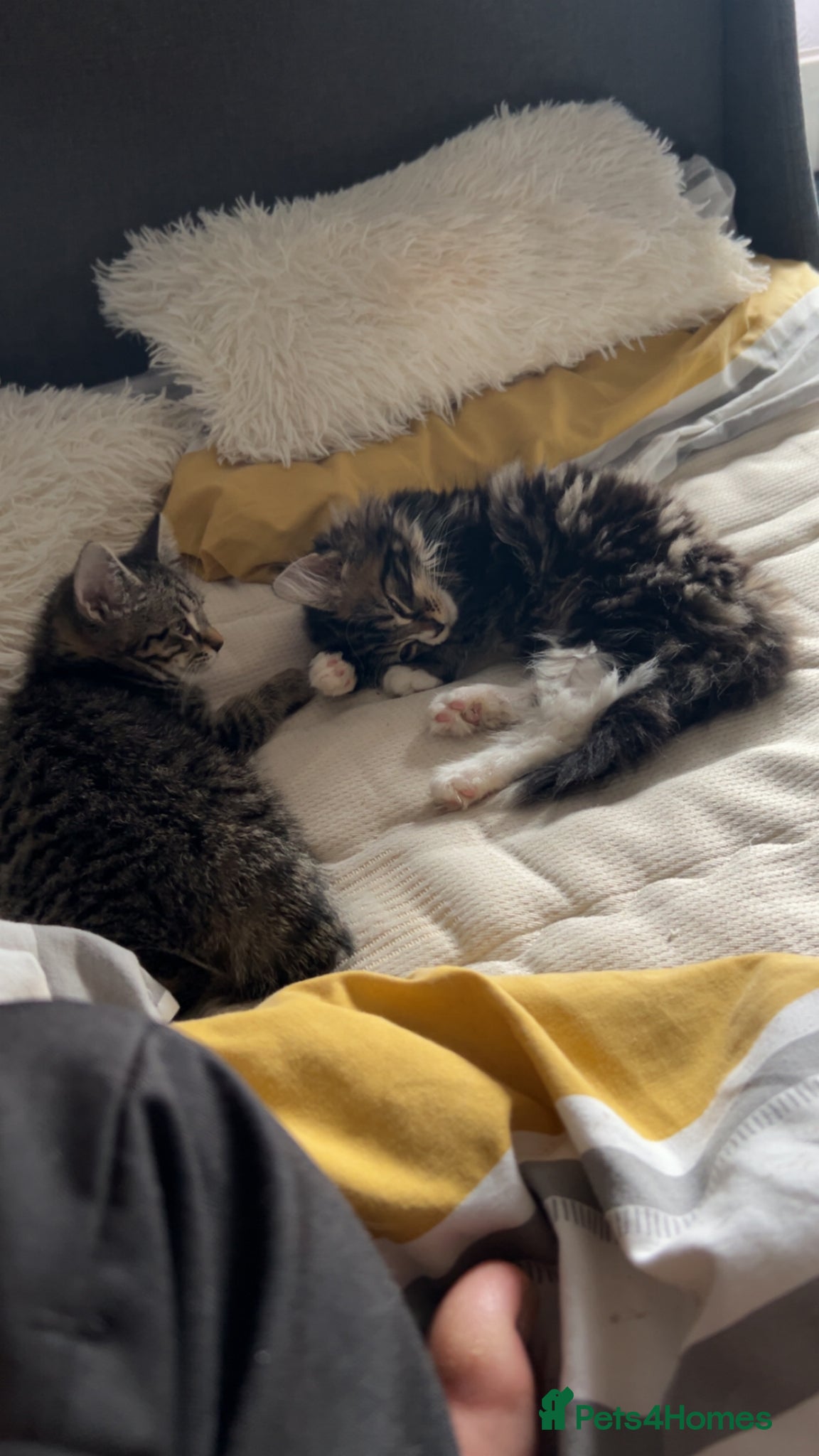 Mixed Breed cats for sale: Kittens in need of urgent homes  in Rotherham - Advert 3
