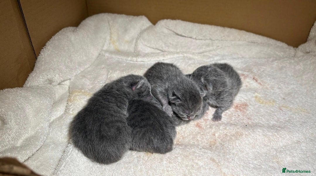 Russian Blue cats for sale: ✨ Russian Blue x British Shorthair Kittens ✨ - Advert 11