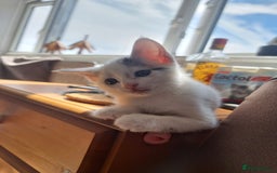 Bengal cats for sale: Bengal cross kittens  - Image 10