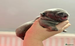 French Bulldog dogs for sale: Chunky French bulldog puppies  - Image 25