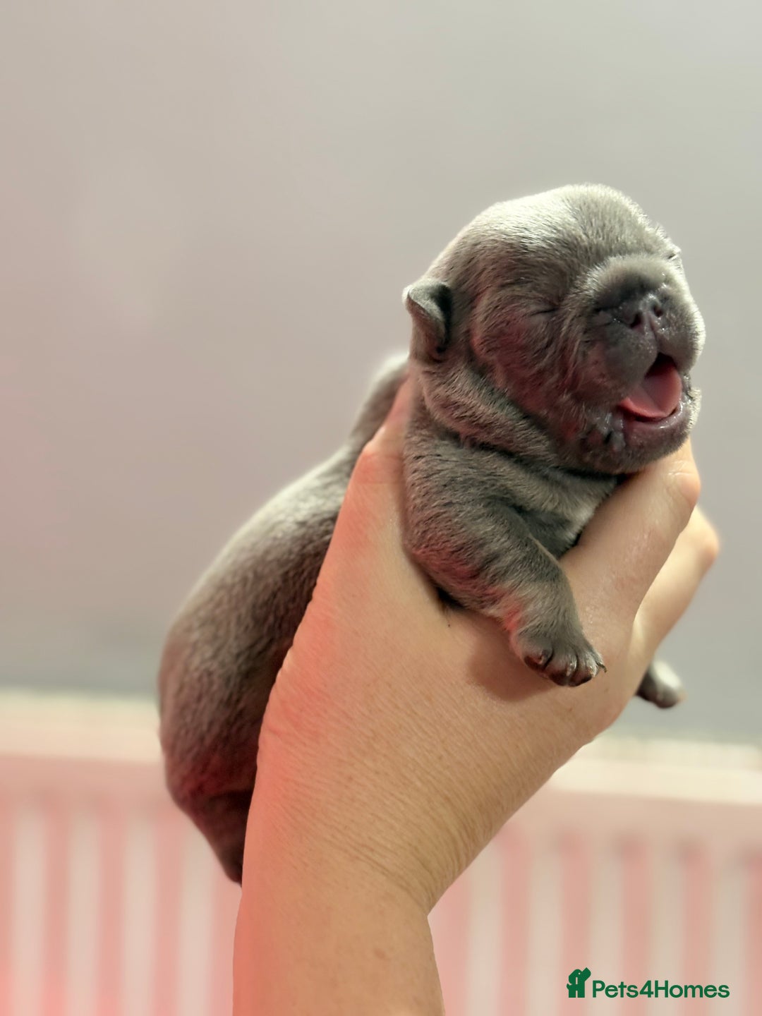 French Bulldog dogs for sale: Chunky French bulldog puppies  - Image 25