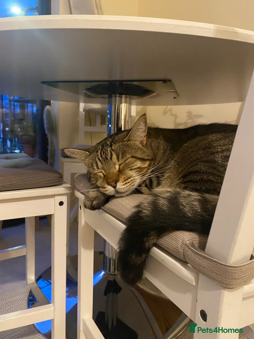 Mixed Breed cats for sale: OBI -Maine Coon/Oriental male cat - Advert 9