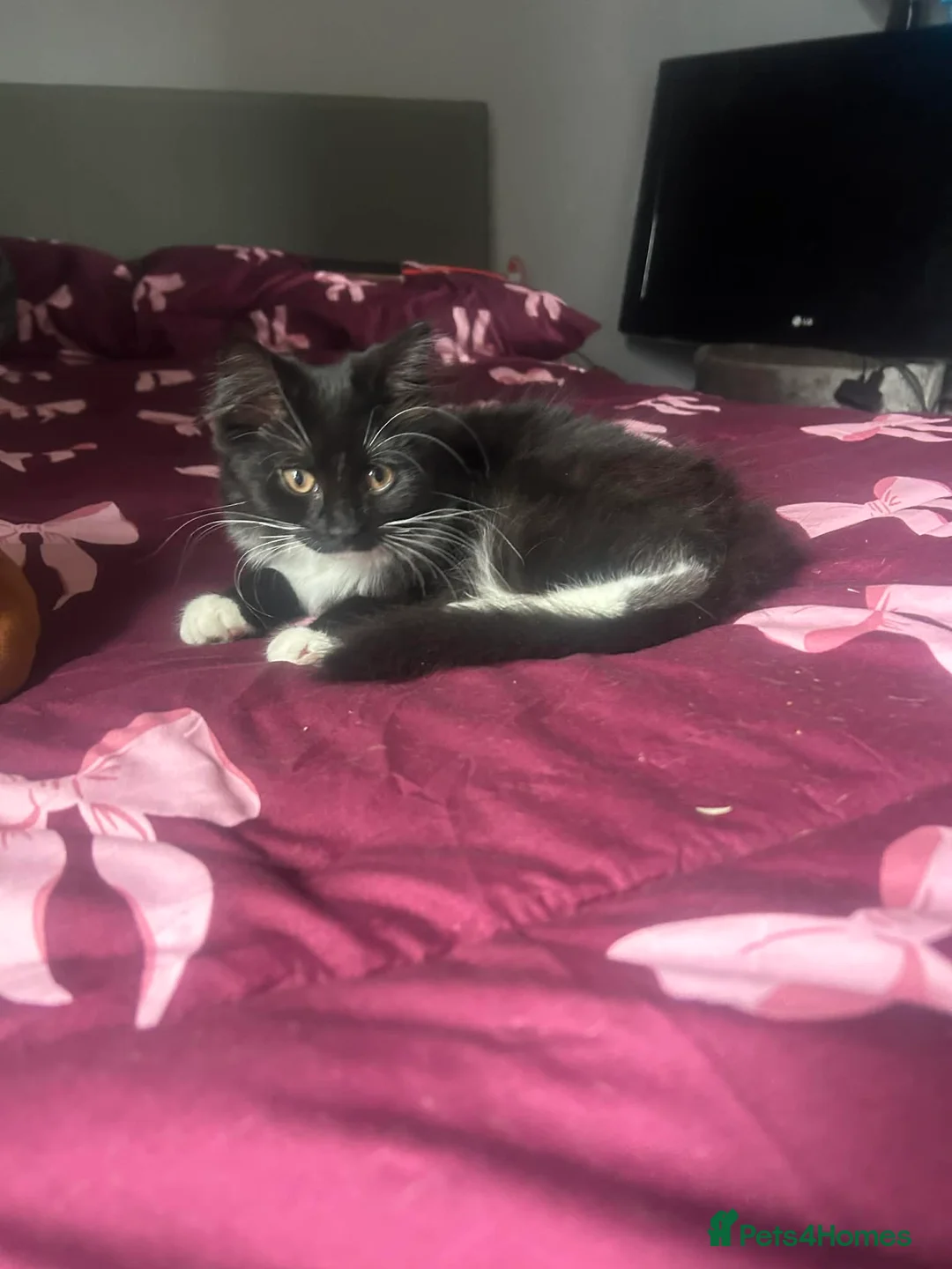 Ragdoll cats for sale: Strawberry for sale  in Winchester - Advert 2