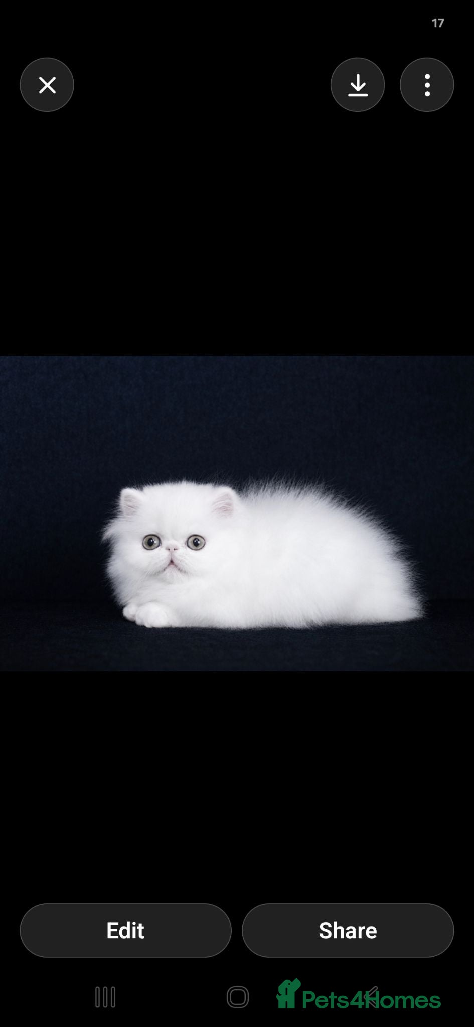 Persian cats Red and white persian kittens  - Advert 14