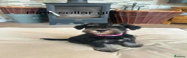 Miniature Schnauzer 3