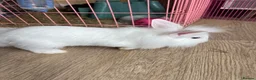 Lionhead rabbits for sale: 3 beautiful lion heads  - Advert 3