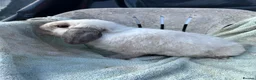 Mini Lop rabbits for sale: Sealpoint mini lop - Advert 3
