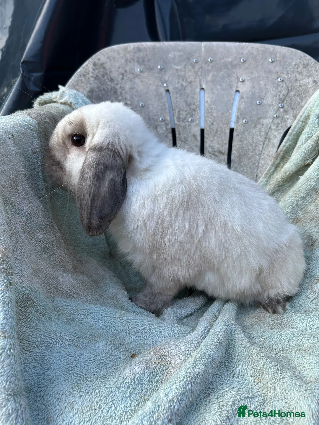 Mini Lop rabbits for sale: Sealpoint mini lop - Advert 3