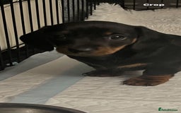 Dachshund dogs for sale: Mini dachshund puppies - Image 9