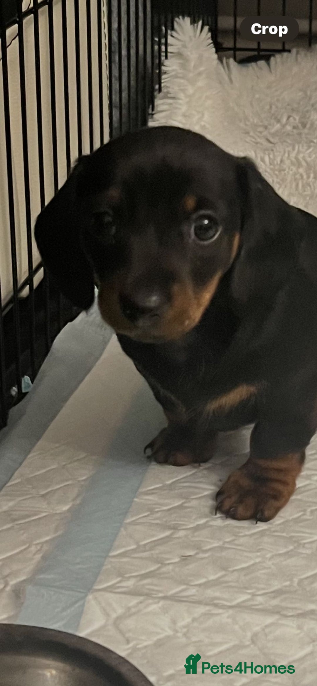 Dachshund dogs for sale: Mini dachshund puppies - Image 9