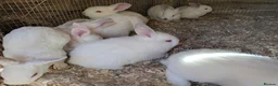 New Zealand rabbits for sale: New Zealand Californian Rabbits - Advert 3