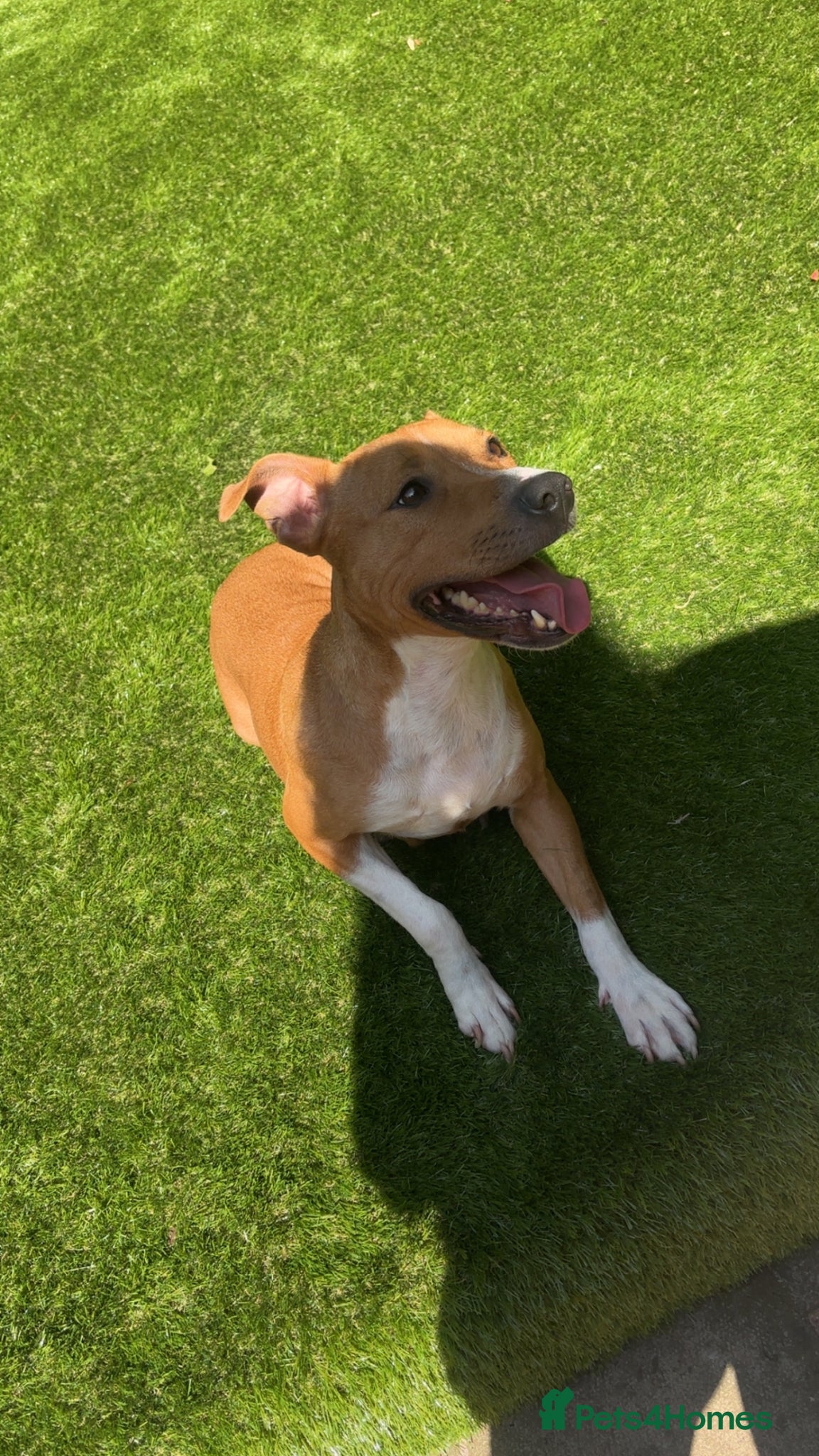 American Bull Staffy dogs American staffy puppies  - Advert 5