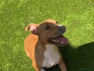 American Bull Staffy dogs American staffy puppies - Advert 5