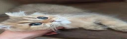 British Longhair cats for sale: Golden British longhair pure bloodline  - Advert 1