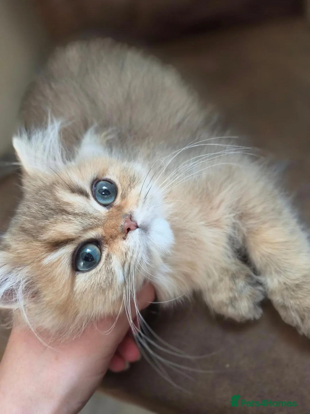 British Longhair cats for sale: Golden British longhair pure bloodline  - Advert 1
