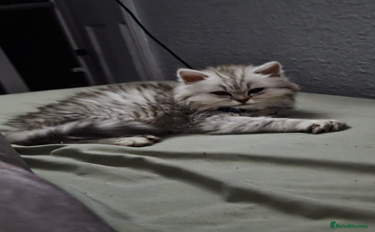 Maine Coon cats - Advert 1