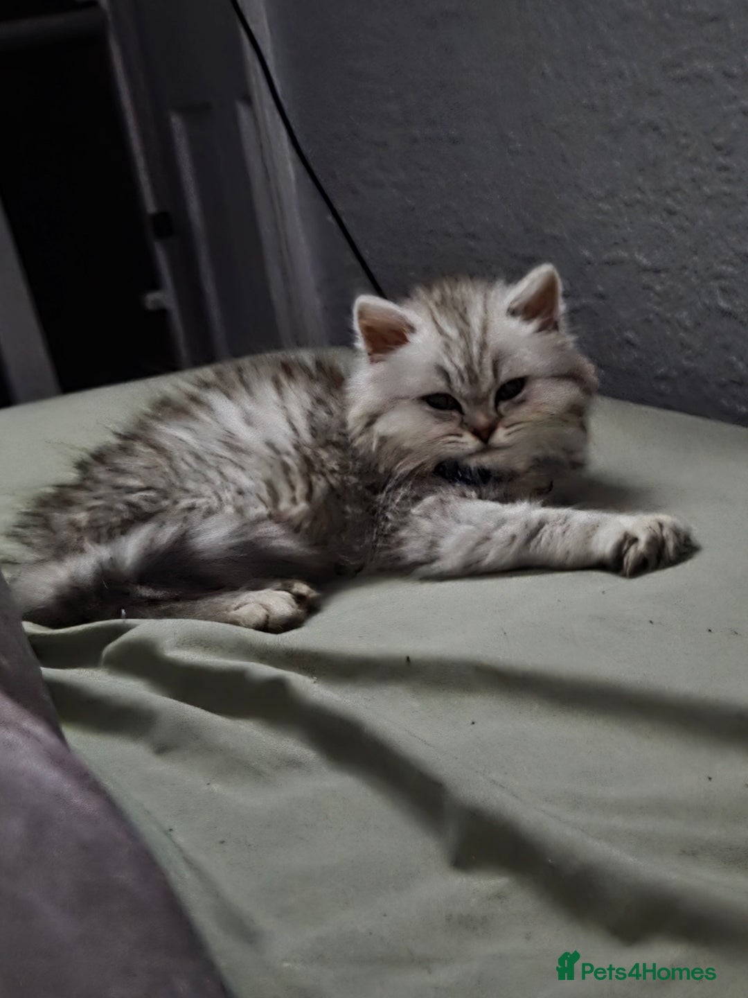 Maine Coon cats for sale: Gorgeous maine coon - Image 1