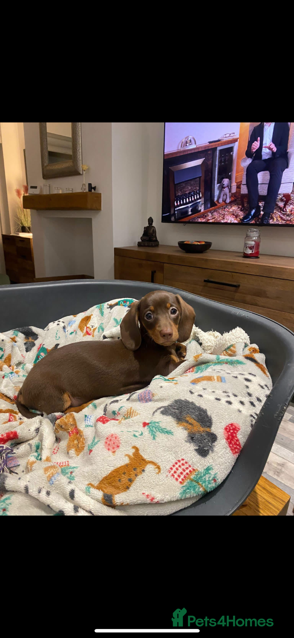 Miniature Dachshund dogs Miniature dachshund 14wks female  - Advert 6