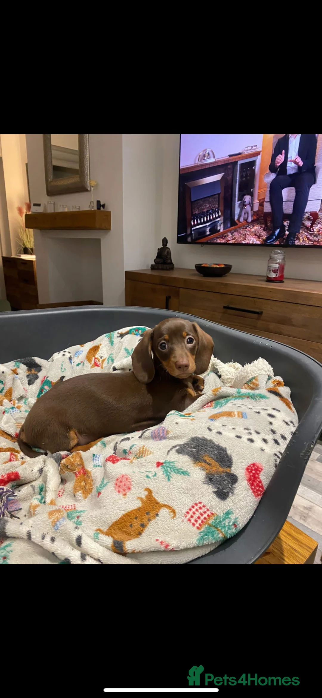 Miniature Dachshund dogs for sale: Miniature dachshund 14wks female  in Nuneaton - Advert 1