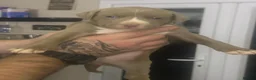 American Bully dogs for sale: American bully pups for sale in Reading - Advert 9