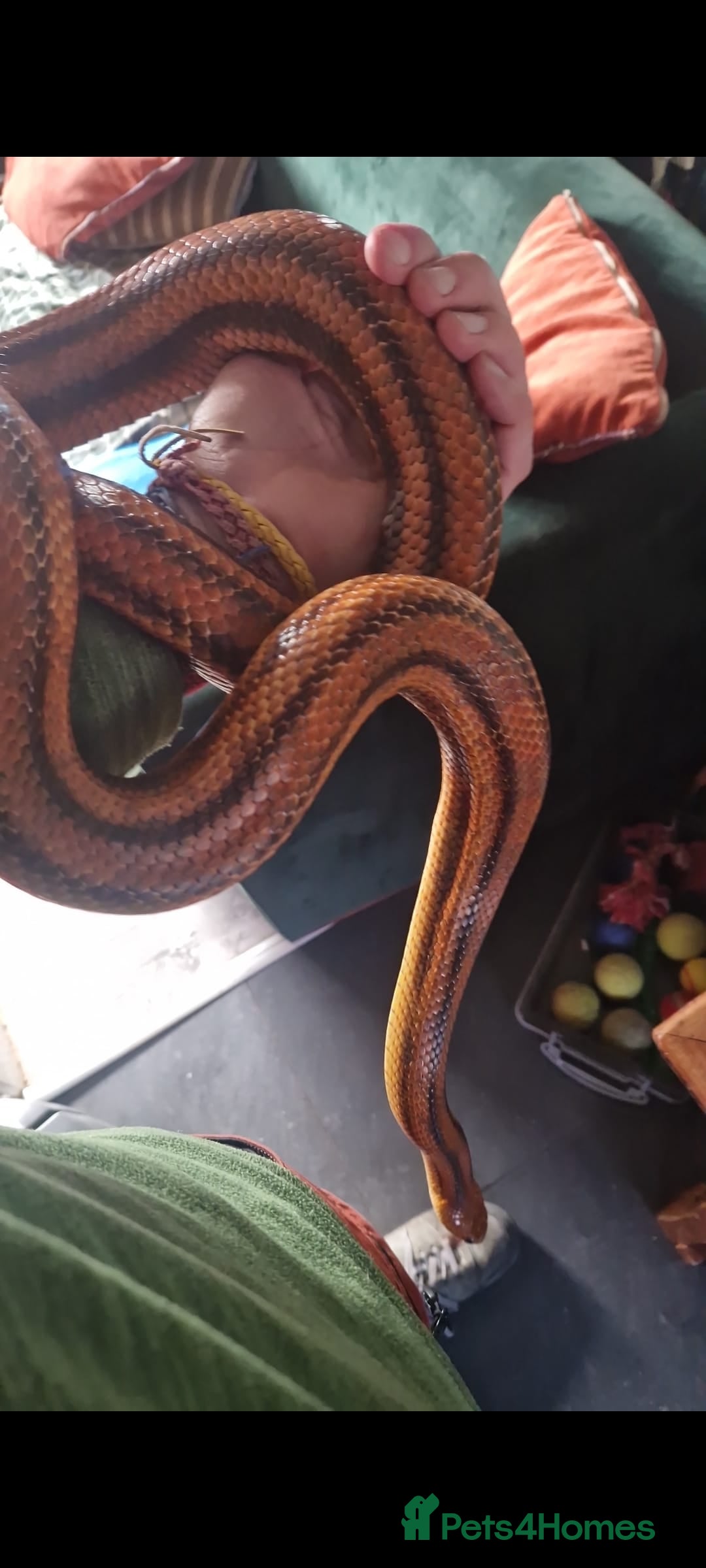 Rat Snake reptiles for sale: Everglades Rat Snake - Image 2
