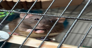 Rat rodents - Advert 1
