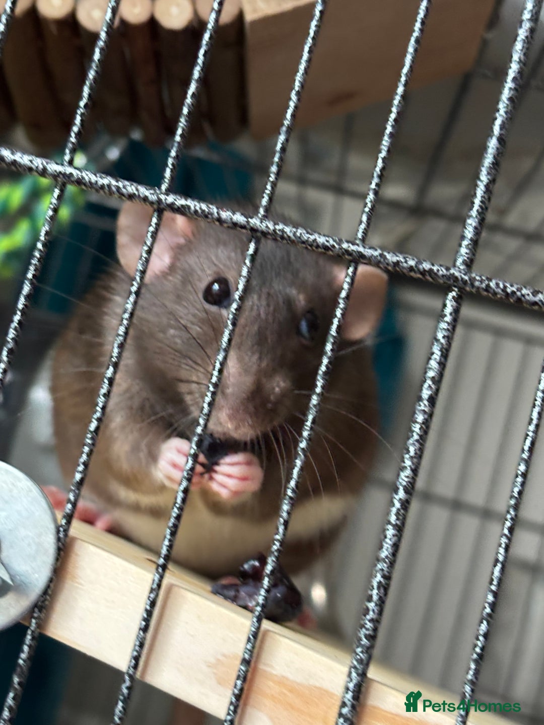 Rat rodents for sale: 3 female dumbo rats - Image 3