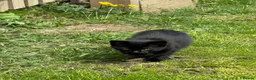 Bombay cats for sale: Bombay black male Kitten  **  in Dewsbury - Advert 4
