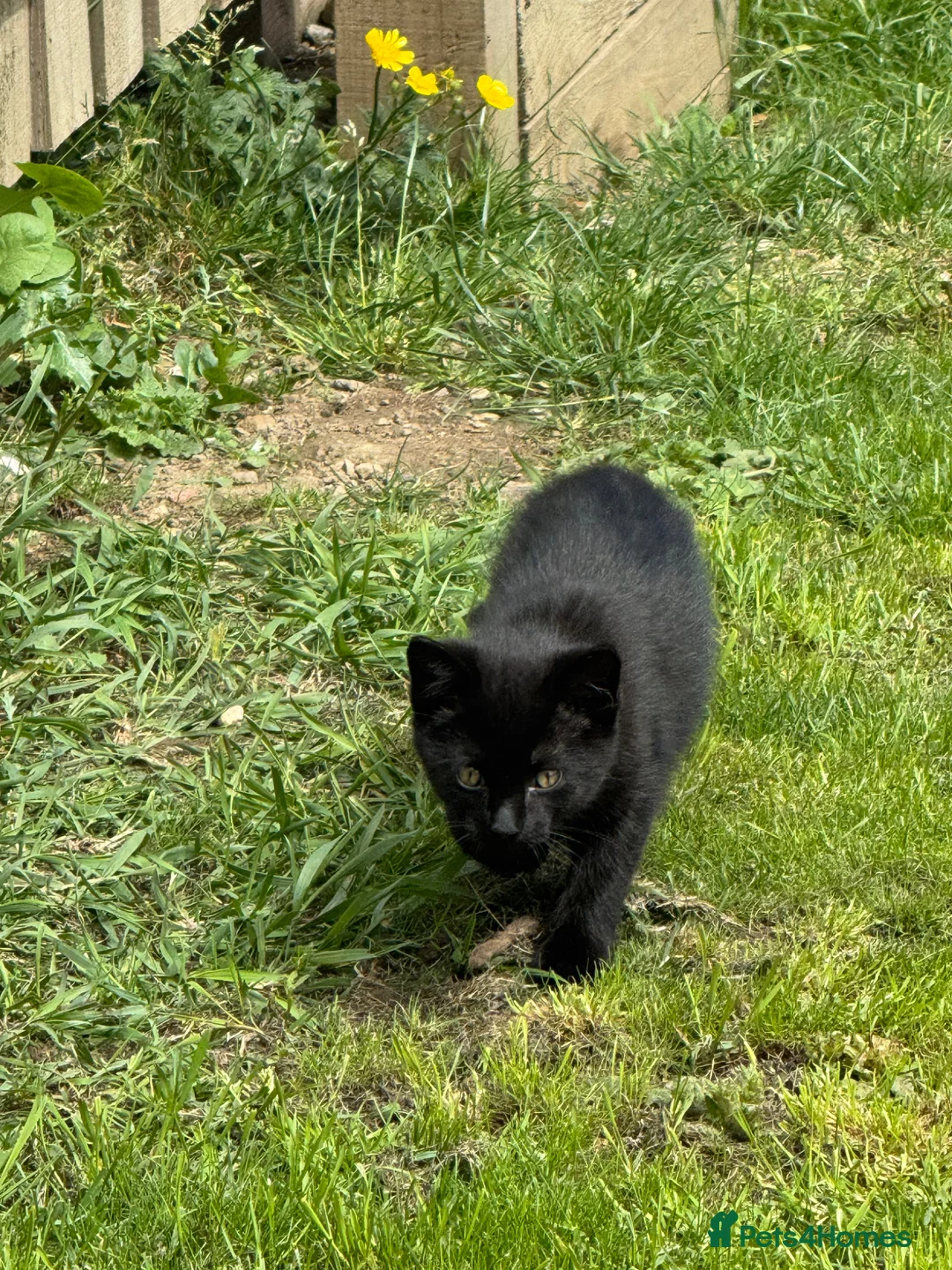 Bombay cats for sale: Bombay black male Kitten  **  in Dewsbury - Advert 4