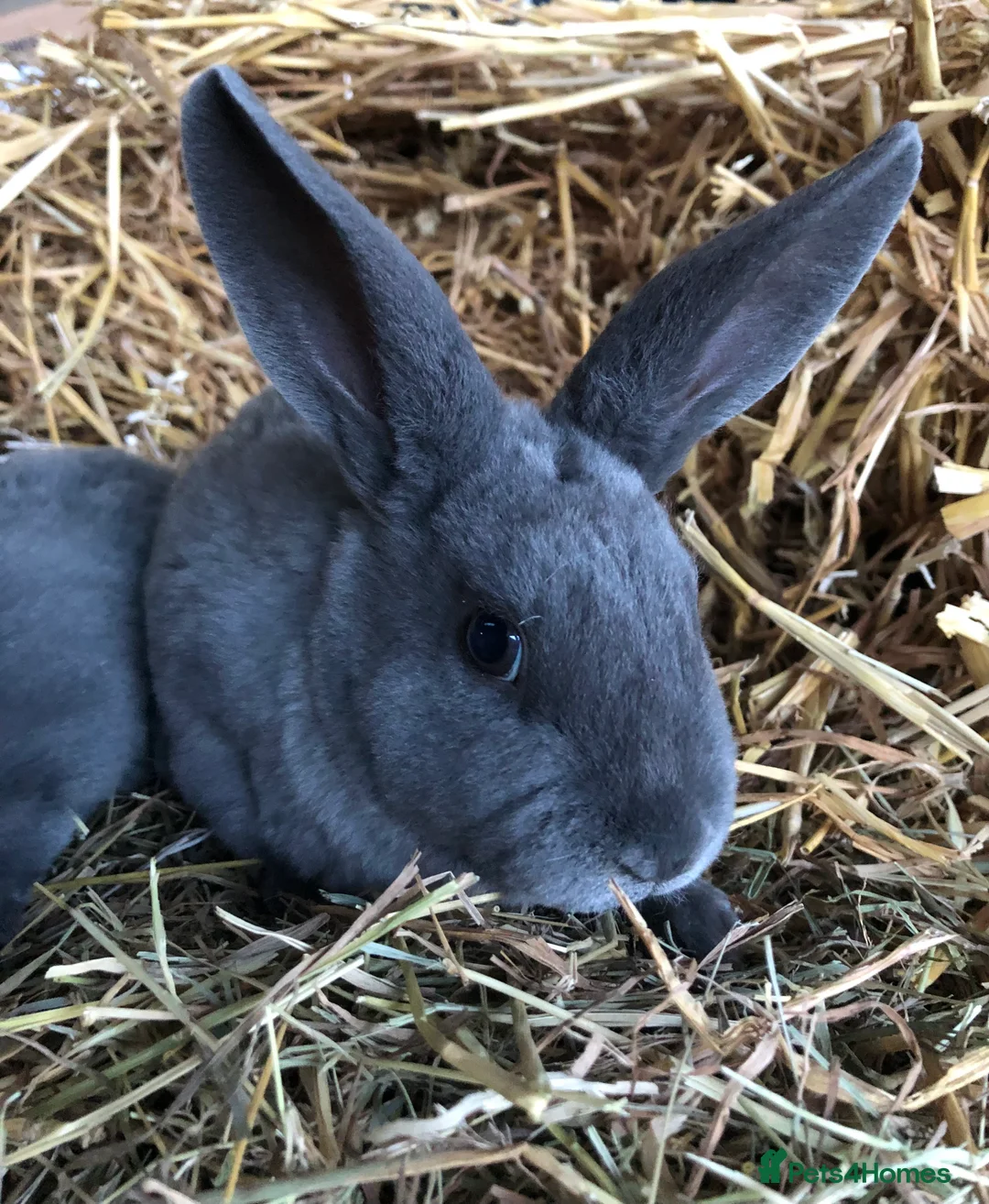 Rex rabbits for sale: Beautiful purebred velvet mini Rex rabbits 🐰🌿 - Advert 19
