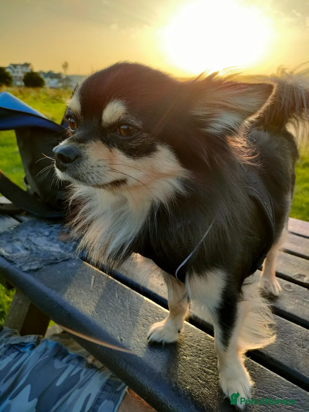 Chihuahua dogs for stud: Stud long haired Chihuahua  - Advert 11