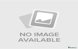 Domestic Shorthair cats for sale: Adorable Tuxedo Kitten - Looking for a Loving Home - Image 9