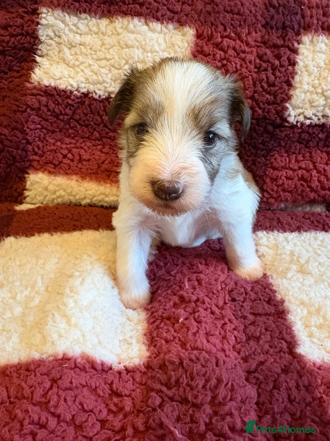 Miniature Schnauzer dogs for sale: SOLD KC Reg Miniature Schnauzers - Advert 12