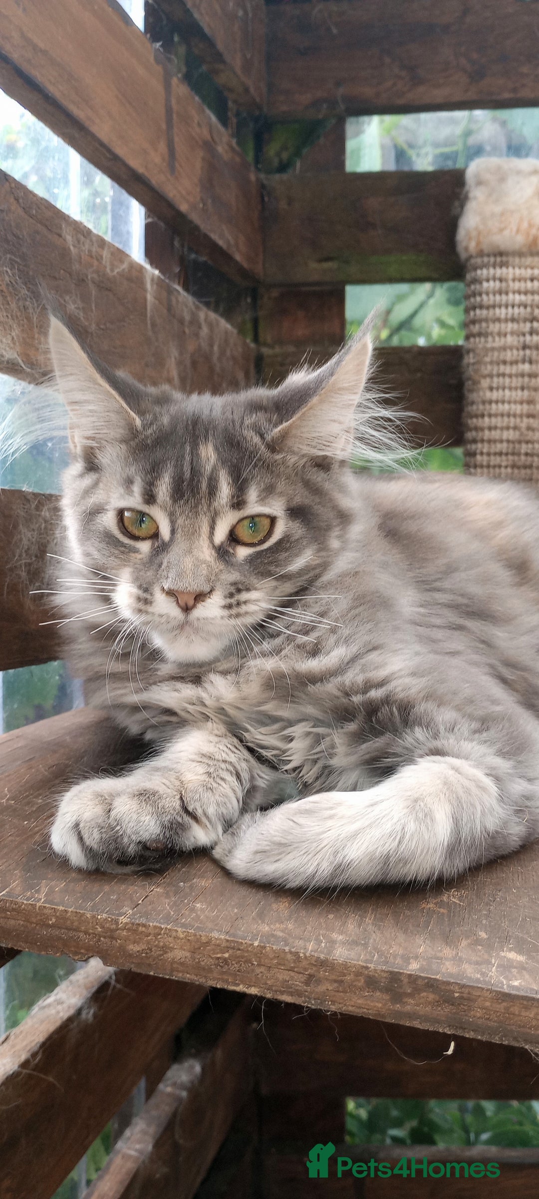 Maine Coon cats for sale: Maine coon purebred pedigre xl in Barnsley - Image 33