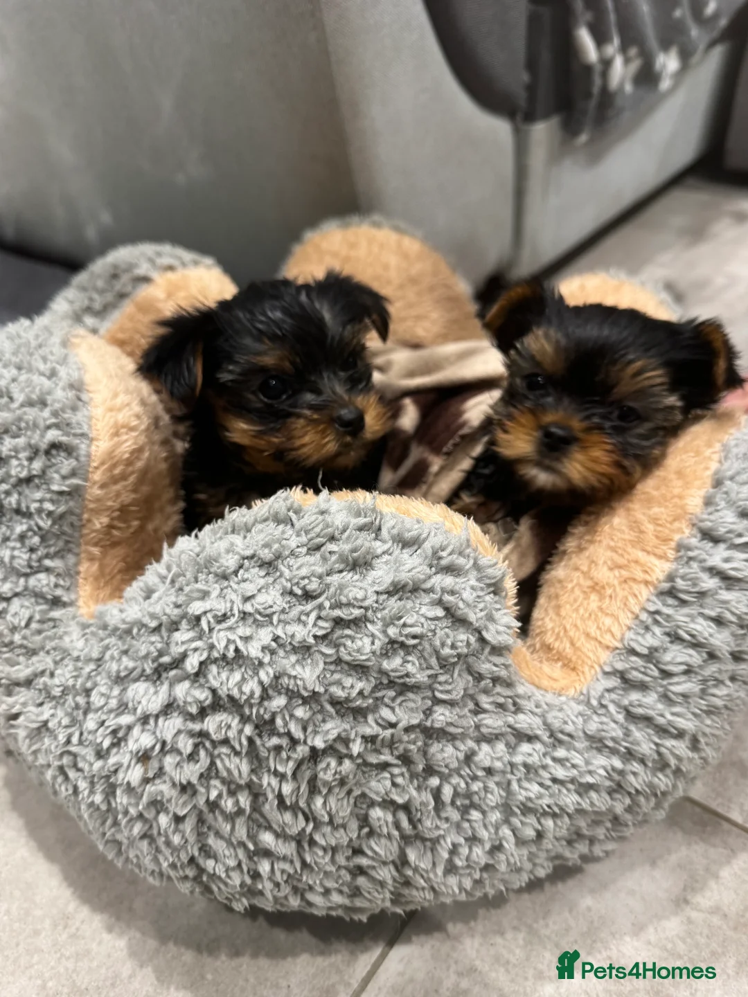 Yorkshire Terrier dogs for sale: Mini Yorkshire Terrier  in Worthing - Advert 2