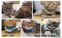 British Shorthair cats for sale: British shorthair babies  - Image 24