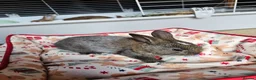Netherland Dwarf rabbits for sale: Baby bunny - Advert 20