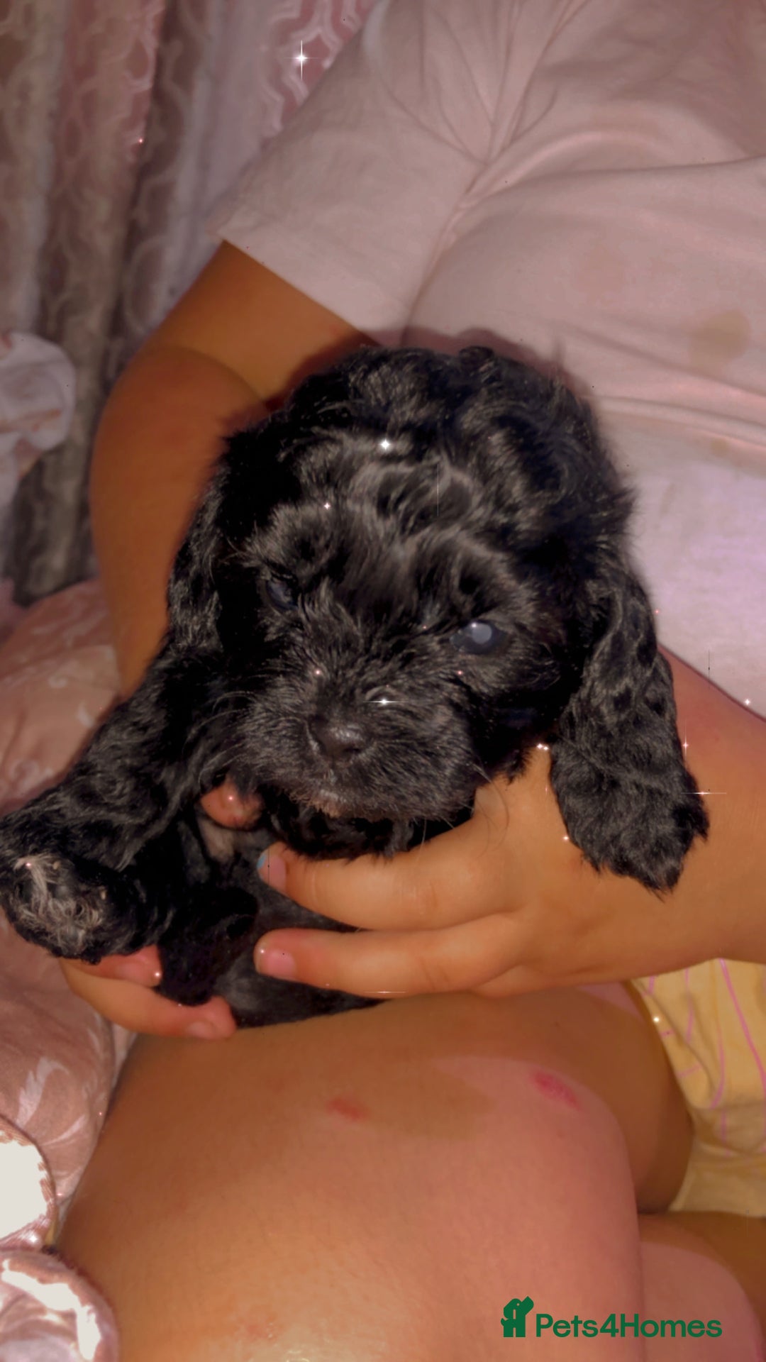 Shihpoo dogs for sale: Beautiful Shihpoos 🐶🐾 - Image 7