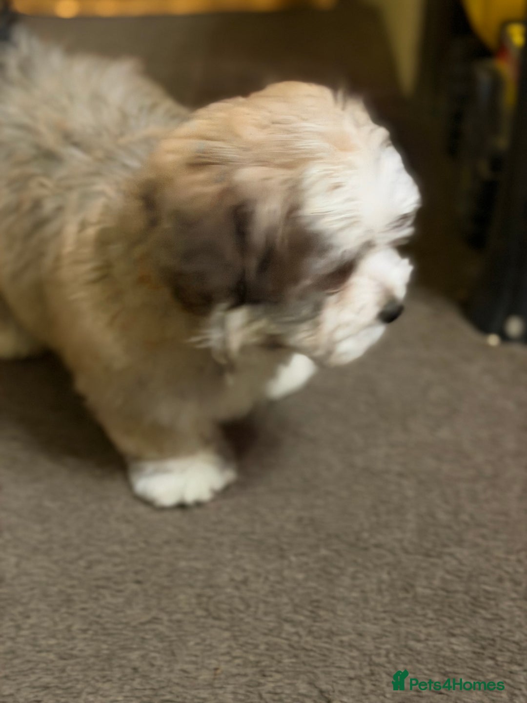 Havanese dogs for sale: ***Amazing Havanese Puppies *** - Advert 21