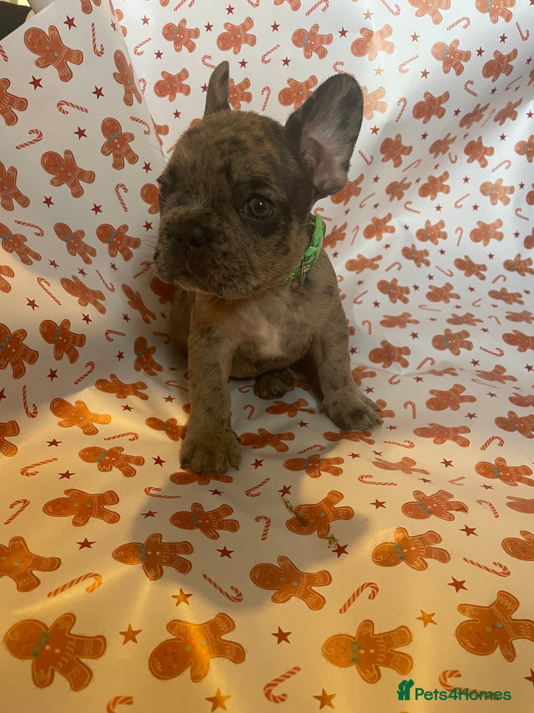 French Bulldog dogs for sale: French Bulldog Puppies - Advert 15