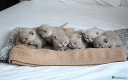 British Shorthair cats for sale: 🩶🐈🐾 Stunning BSH Kittens 🩶🐈🐾 - Image 12