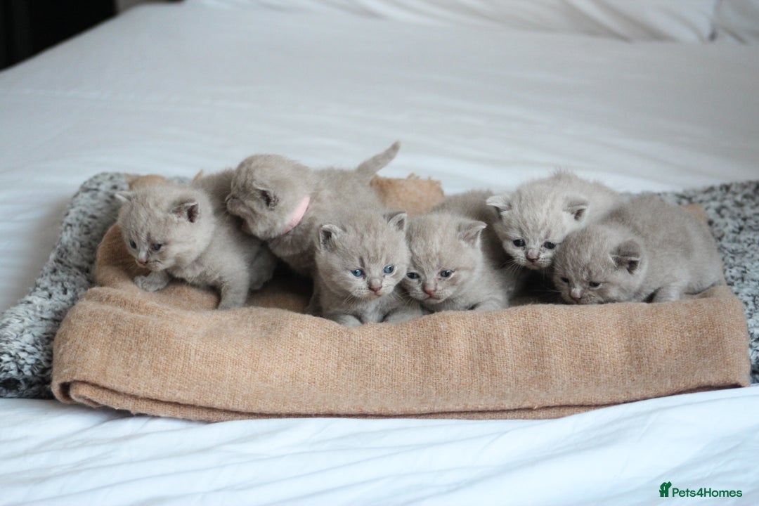British Shorthair cats for sale: 🩶🐈🐾 Stunning BSH Kittens 🩶🐈🐾 - Image 12