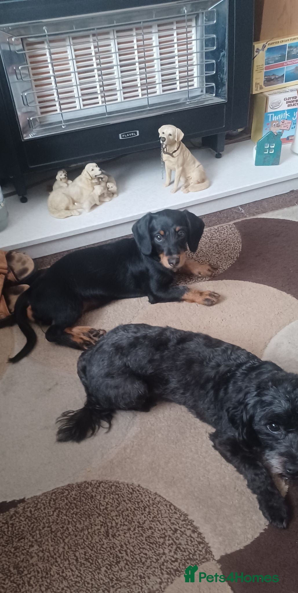 Doxiepoo dogs BEAUTIFUL LITTLE GIRL- NOW FULLY VACCINATED  - Advert 2